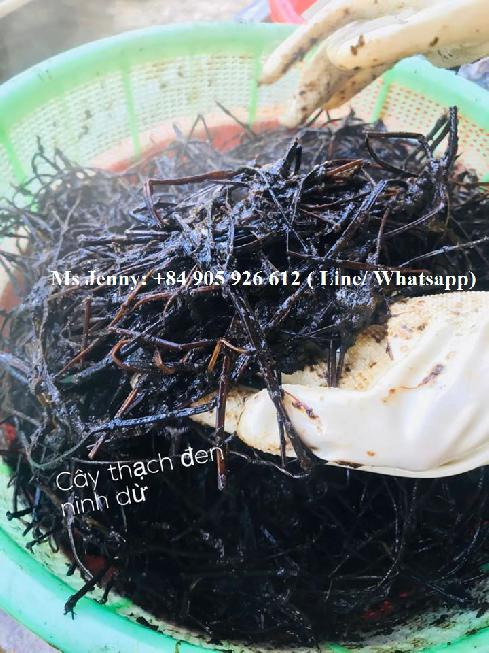 BEST PRICE AND QUALITY DRIED BLACK JELLY GRASS