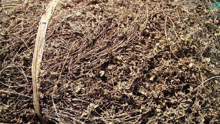 Dried Black Grass Jelly for Dessert/Herbal Tea from Vietnam