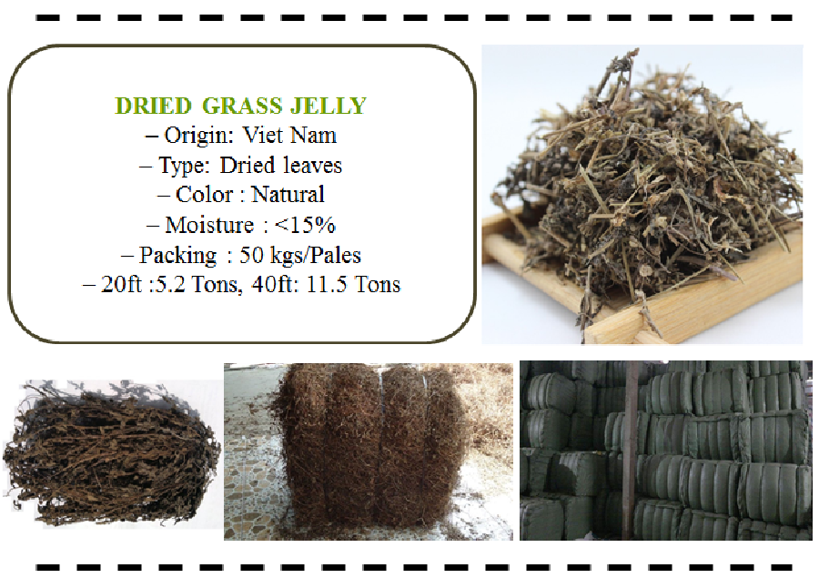 Supply Grass Jelly from Vietnam
