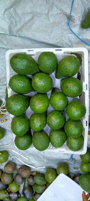 We are supplying naturally planted Chin Hills Avocado and other fruits in Asians. 